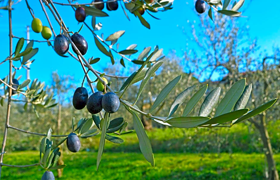 Armonie di Villa Incontri B&B