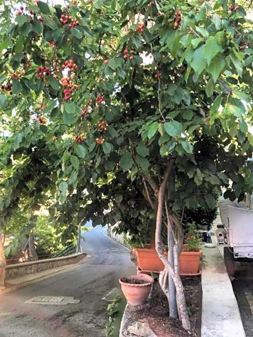 Mountain Rose Hotel & Restaurant