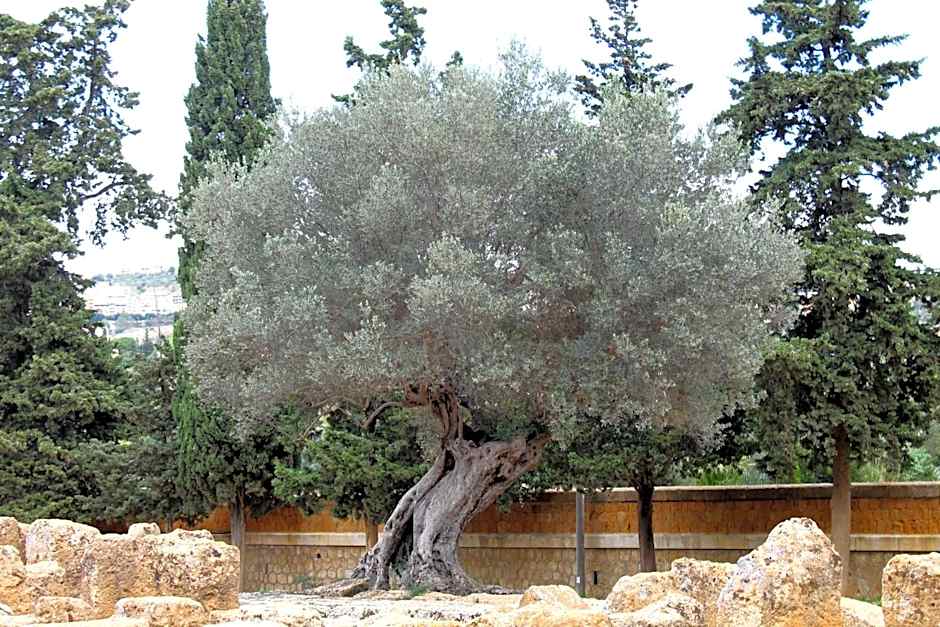 B&B Nettuno San Leone