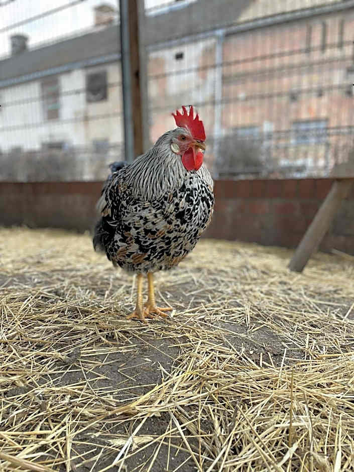 Eichenhof Hotel Garni