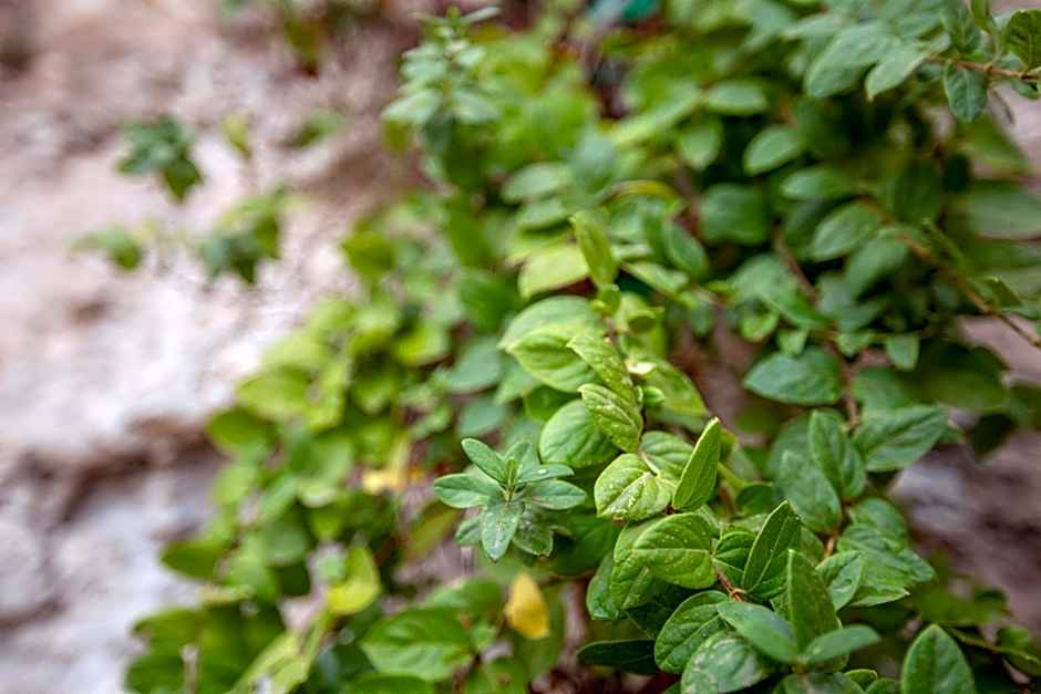 Hotel Poeta Jorge Manrique