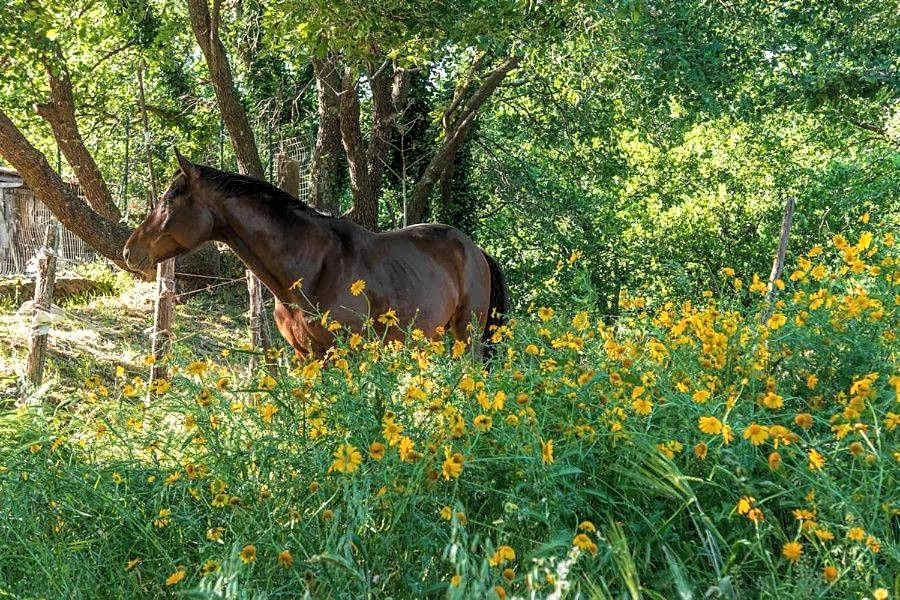 Bed and Breakfast Il Glicine