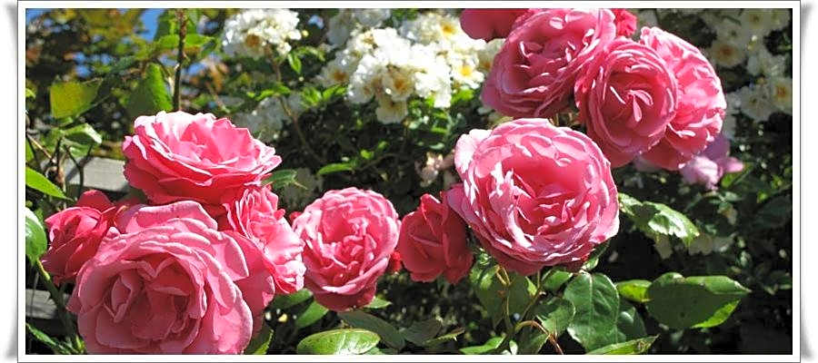 Hotell Turistgården i Simrishamn