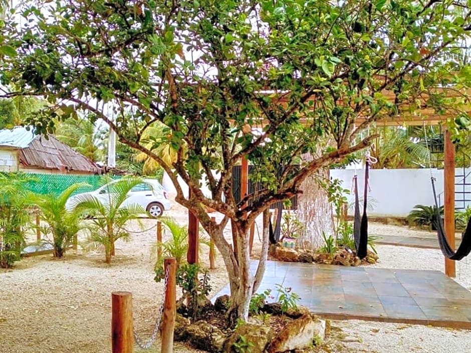 Cedro Rojo