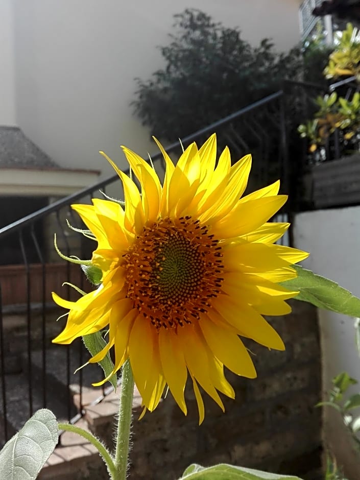 A1 Girasole B&B