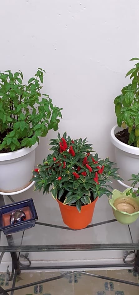 B&B Stella Scugnizza