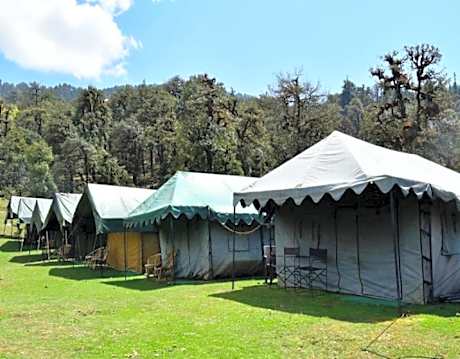 Himalayan Stag, Rudraprayag