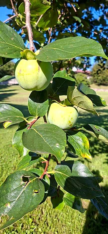 Villa Duno a un passo da Città Alta
