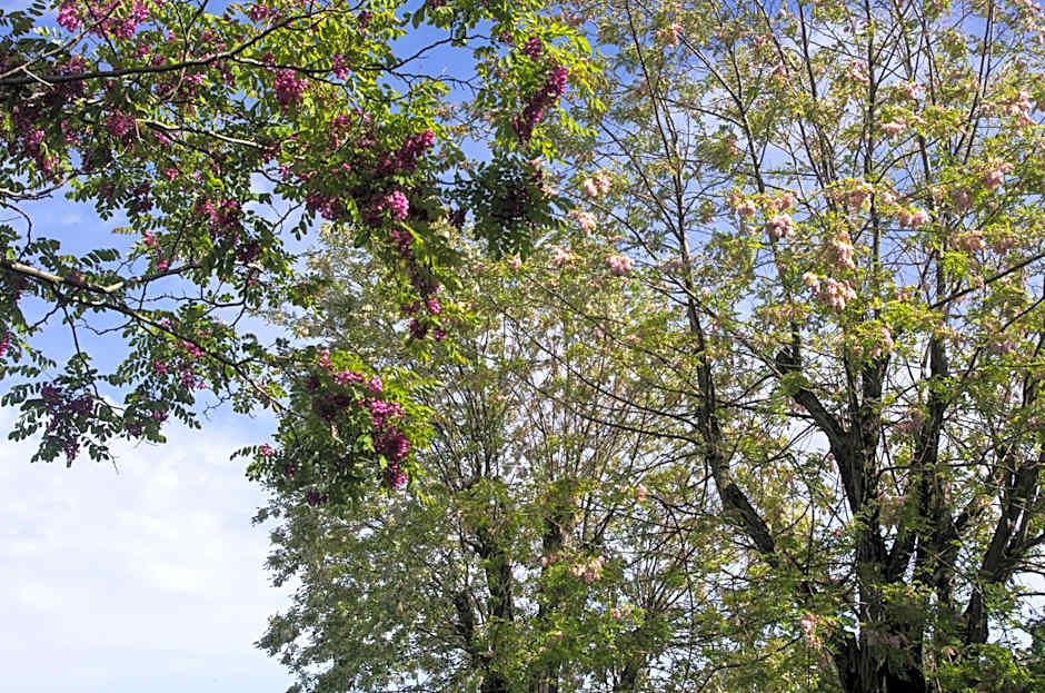 Logis Saint Léonard