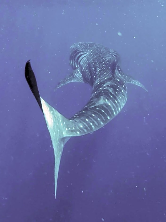 La Luna Boutique Dhangethi