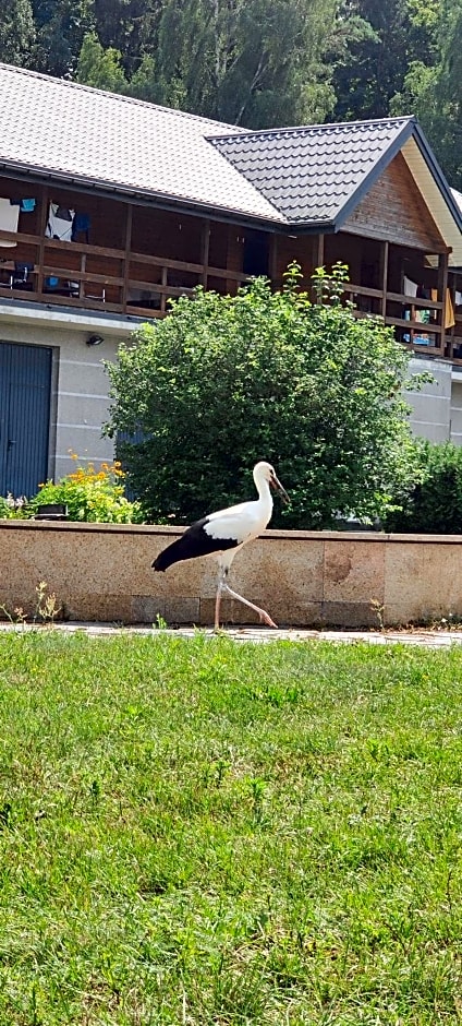 Pod bocianim gniazdem