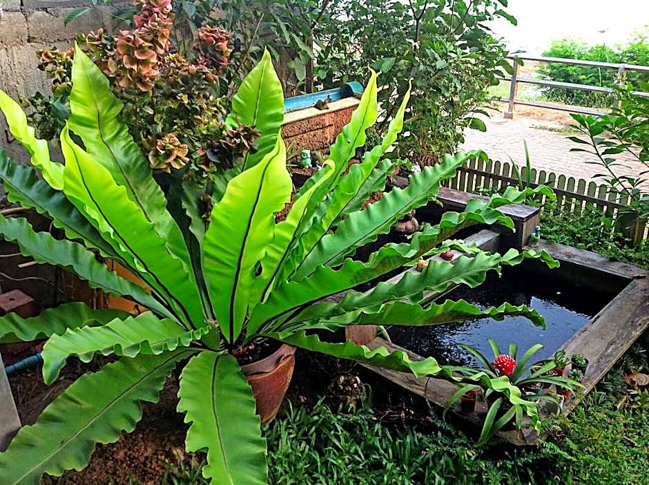 Tonkong Guesthouse & Restaurant