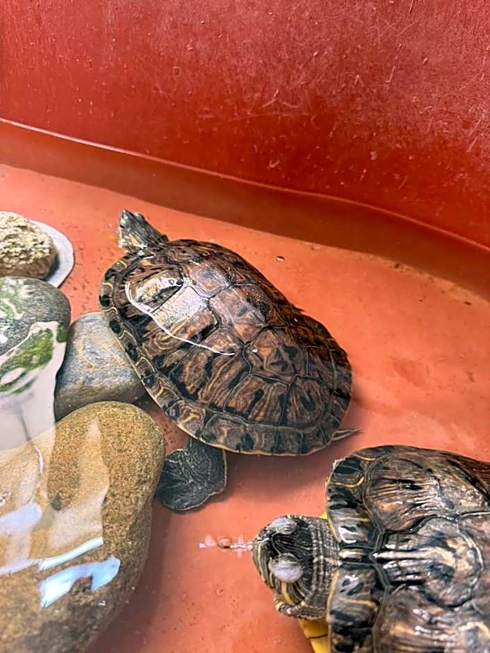 Hotel Zihuatanejo Centro