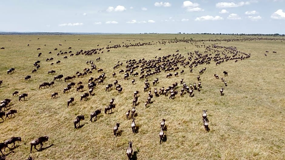 Africa Safari Serengeti Ikoma - Wildebeest migration now arrived!