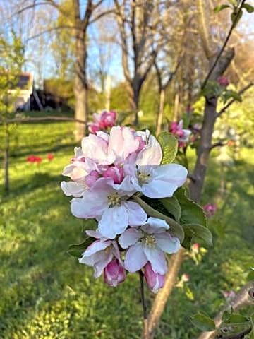 B&B Boerderij De Vaete - Duurzaam genieten in de zak van Zuid-Beveland