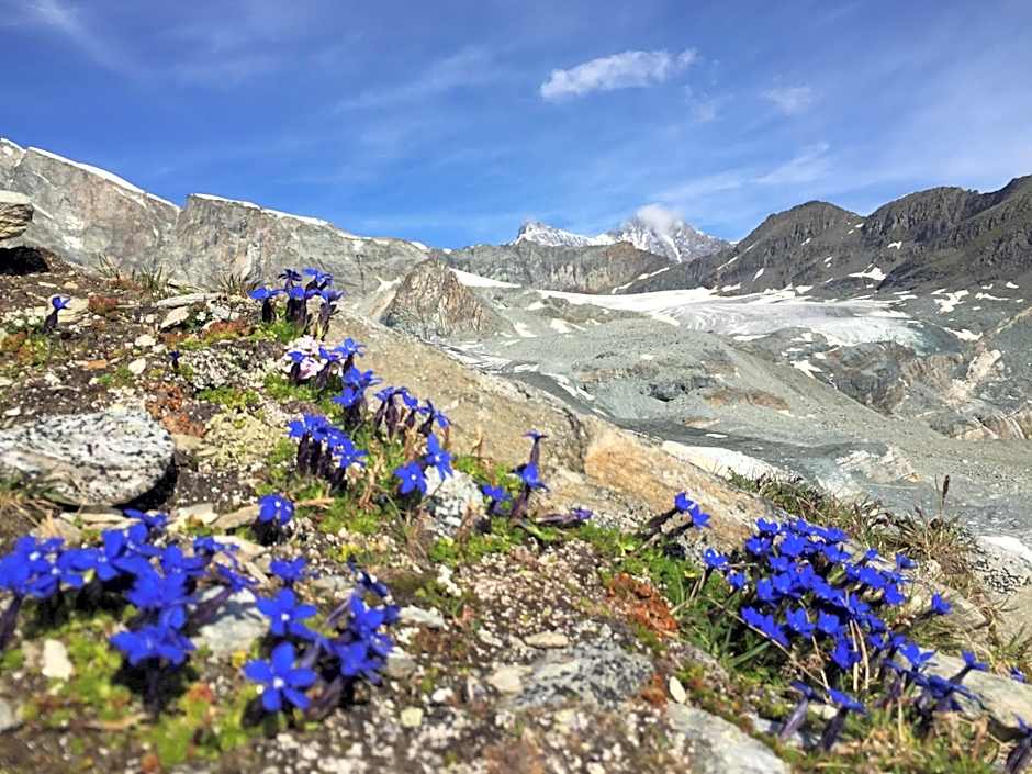 Elite Alpine Lodge - Apart & Breakfast