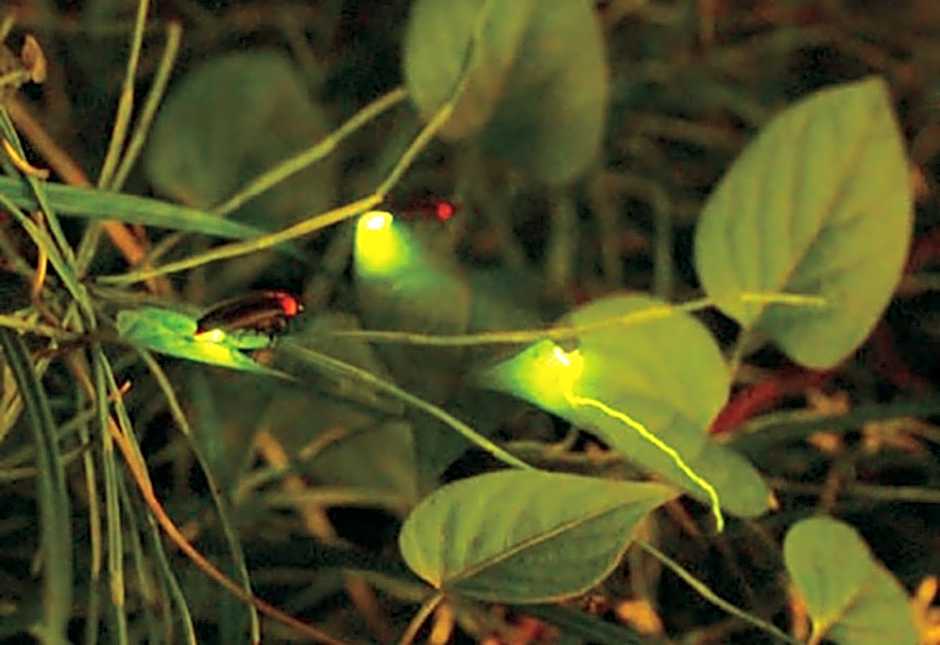 SyunkaSyuutou - Vacation STAY 53627v