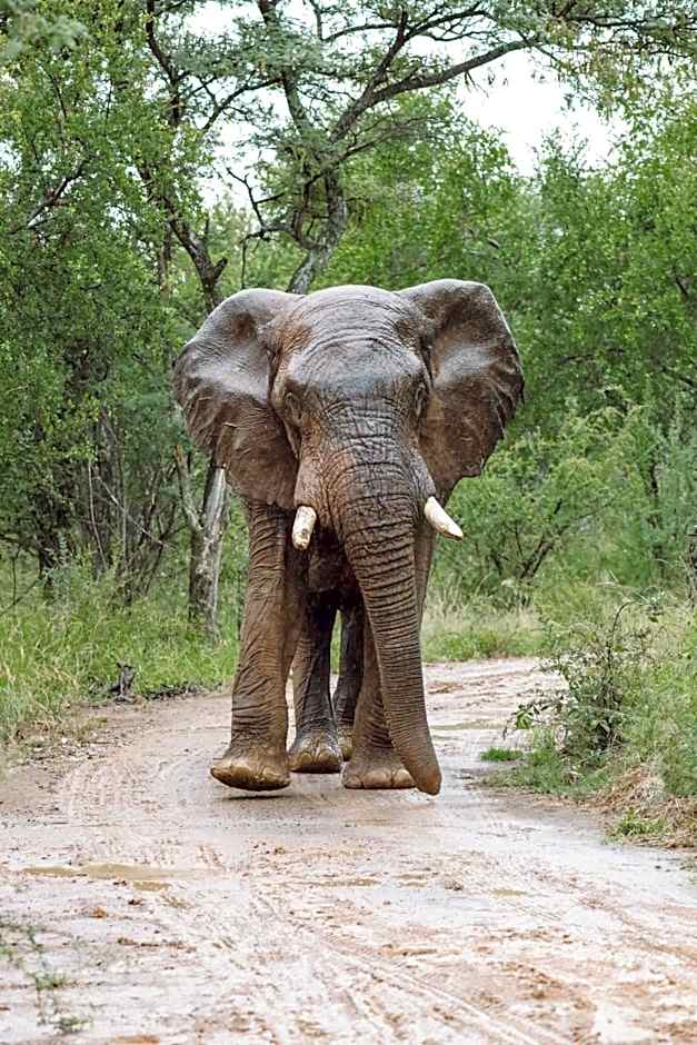 Mbazo Safari Collection