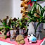 Lacco Terrace Solarium