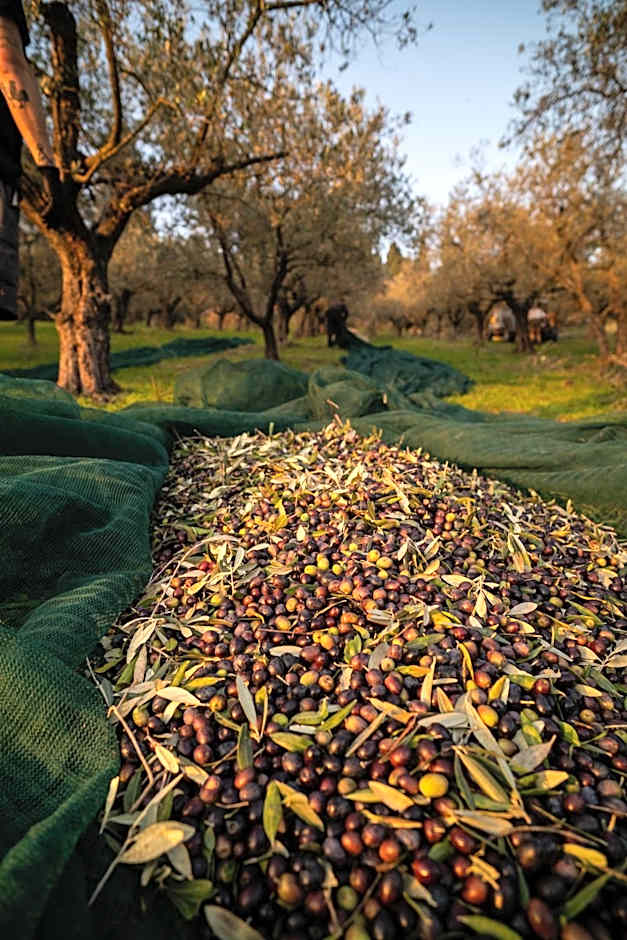 Boutique Hotel Villa Monty Banks