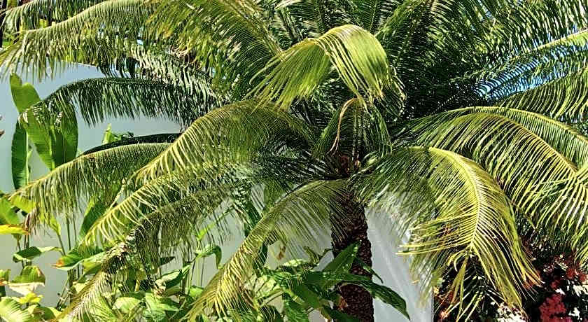 Villa Kalachuchi V.K