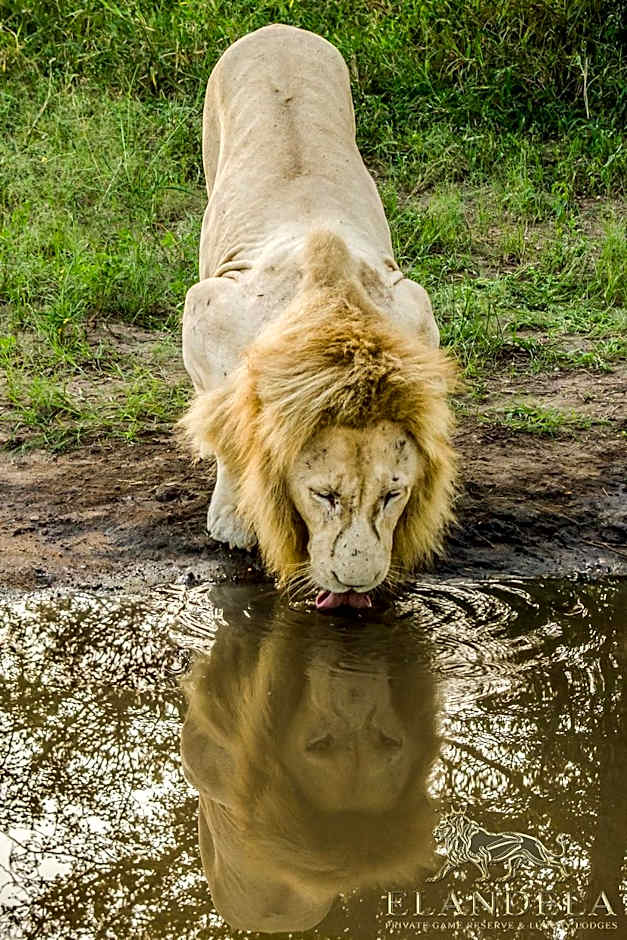 Elandela Private Game Reserve and Luxury Lodges Pty Ltd