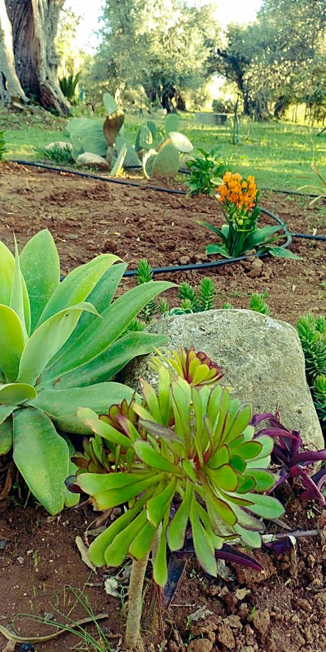 La Piana degli Ulivi