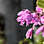 Hotel Bougainvillea San Jose
