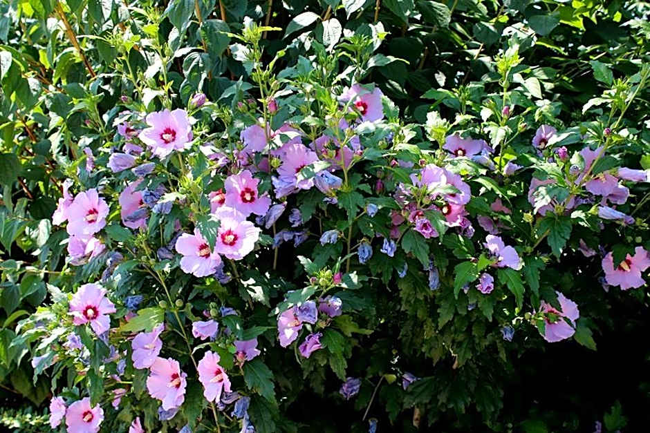 Joia Hotel & Luxury Apartments