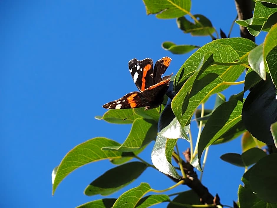 Aparthotel Hohe Brücke