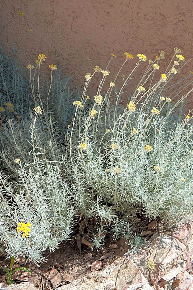 Résidence U Pirellu