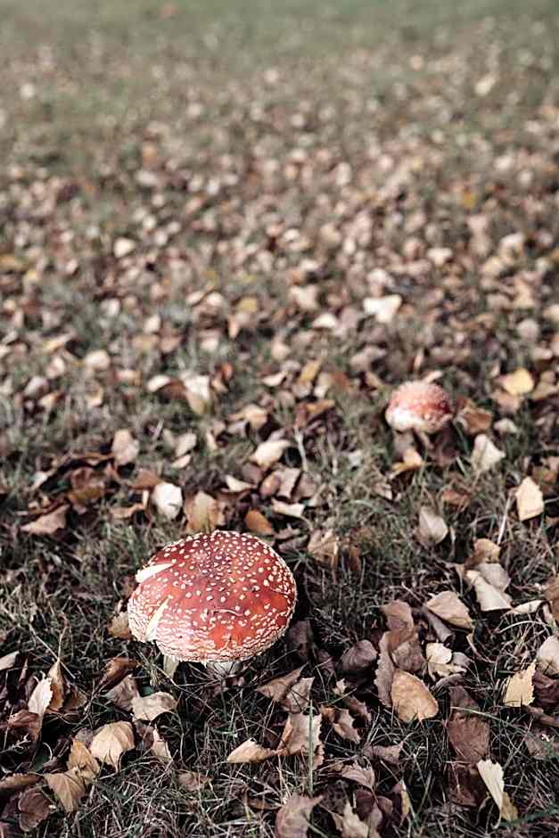 Green Gables B&B Waterfront Apartment or Garden Studio