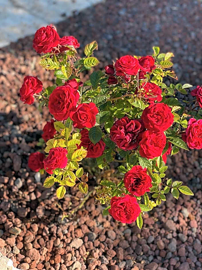 Dimora Le Ginestre Adults Only