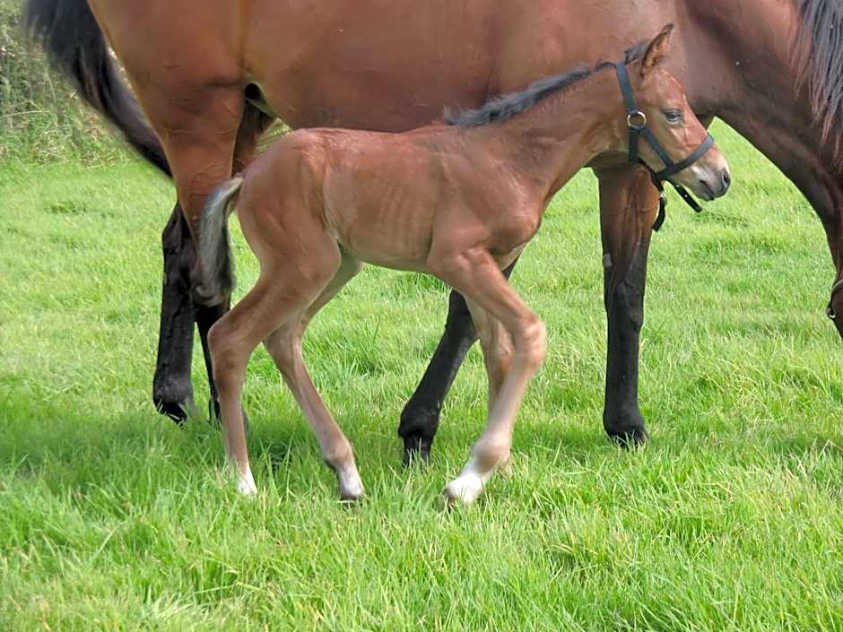 Paardenhof Guesthouse
