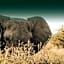 Addo African Home