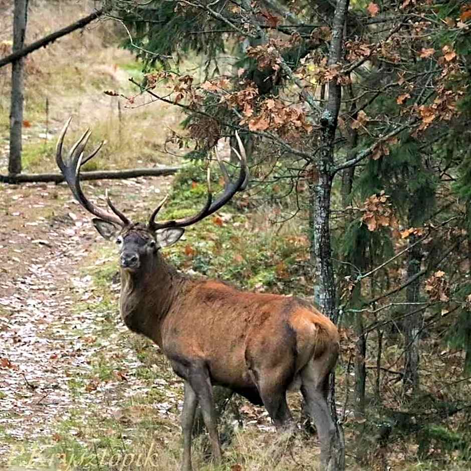 Gościniec Biebrzański