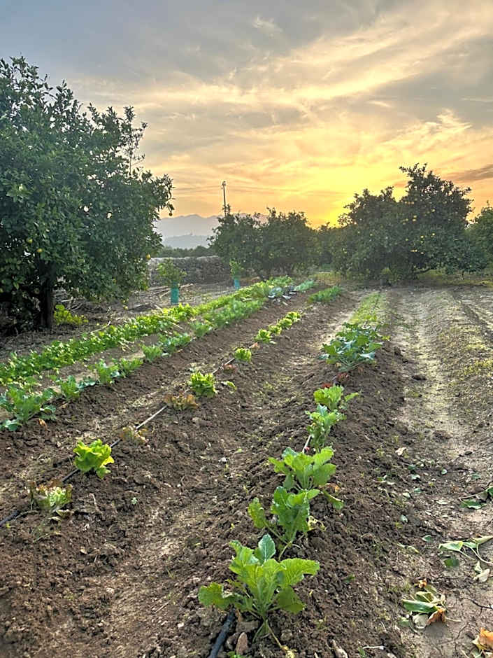 Hotel Boutique Moli El Canyisset