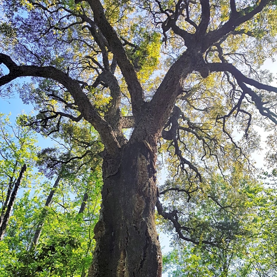 BAGHEERA Village Naturiste