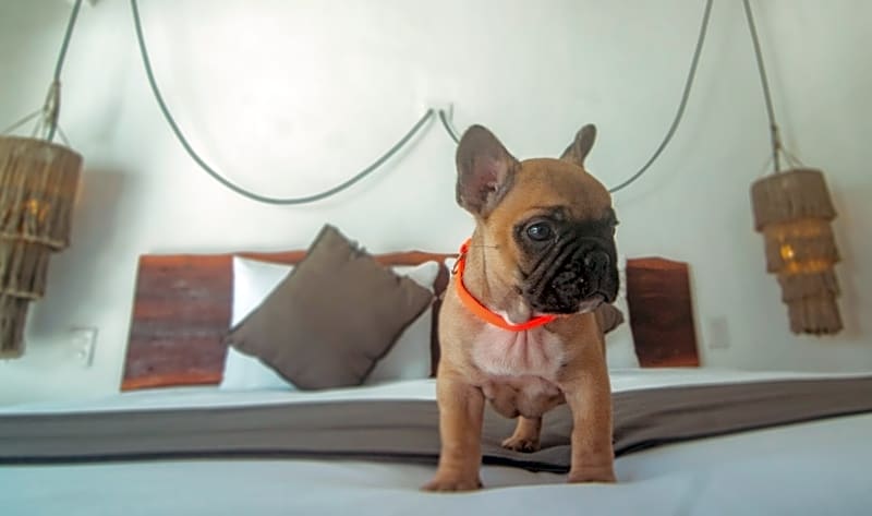 Banana Boutique Hotel
