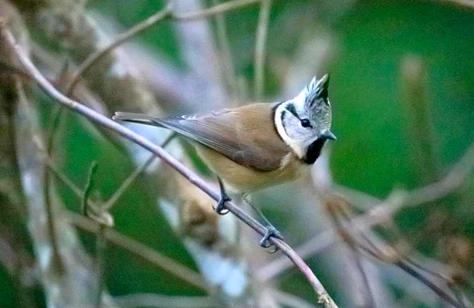 Aux Arbres Chanteurs