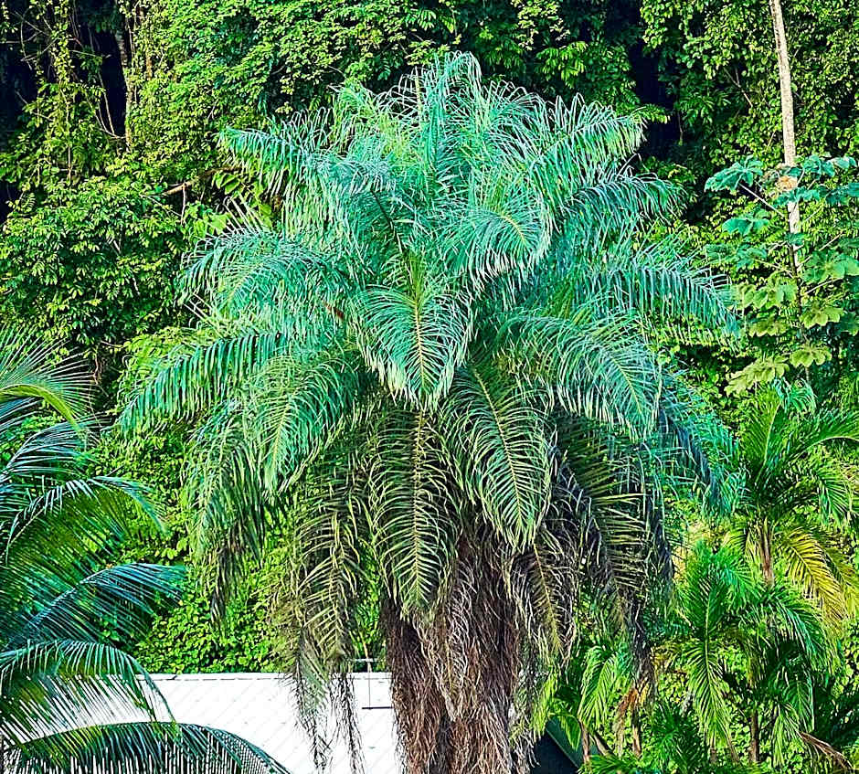 The Originals City, Hôtel Belova, Cayenne Sud