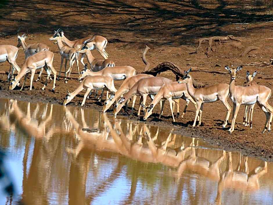 Sable Creek Safari Lodge