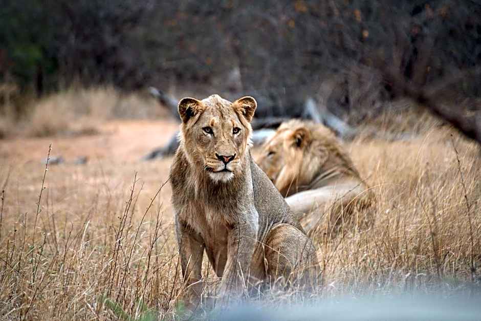 Tshukudu Game Lodge