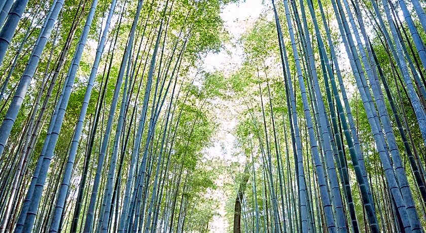 Riverside Arashiyama