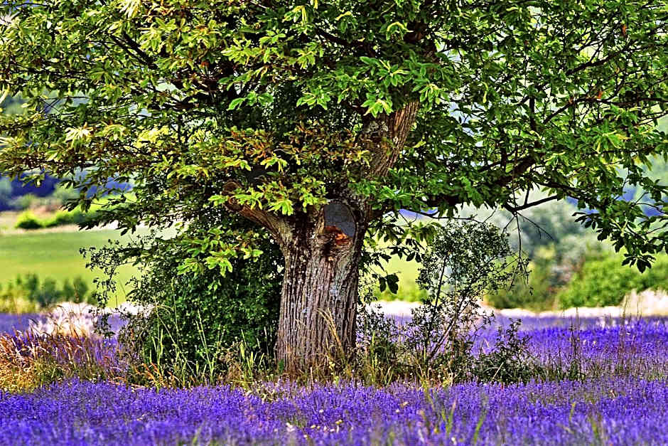 Ibis Budget Manosque Cadarache