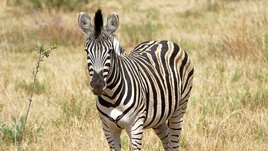 Morokolo Safari Lodge Self-catering