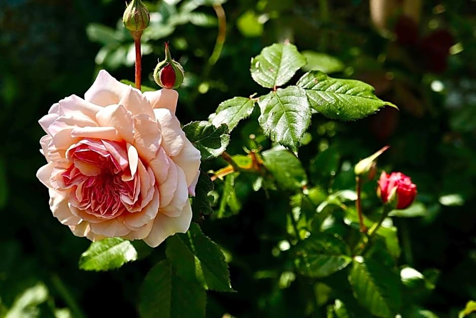 The Potting Shed, self contained, detached retreat in Shapwick village