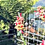 Soods Himalayan Vista
