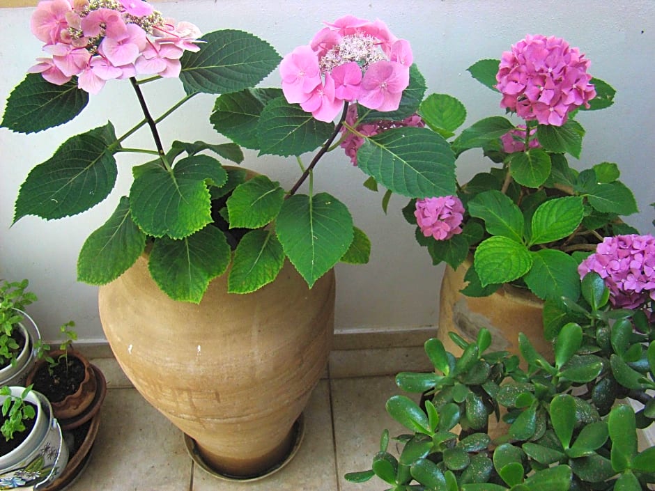 Diamond Apts and Suites