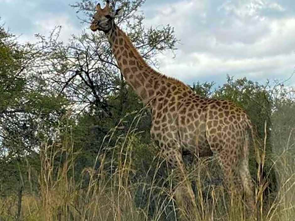 Zebula Golf and Wildlife Estate - Giraffe Plains Pax 4 - Moi Signature Luxury villa